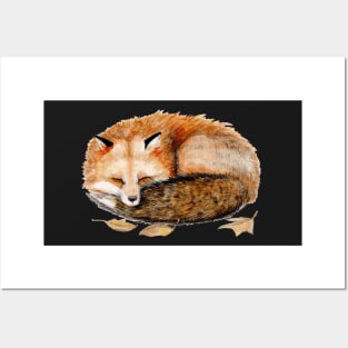 Sleeping Red Fox Posters and Art